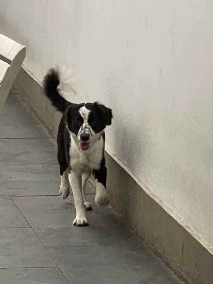 Cachorro ra a Srd idade 7 a 11 meses nome Sansão 