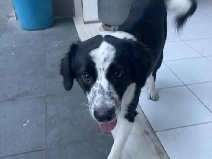 Cachorro ra a Srd idade 7 a 11 meses nome Sansão 