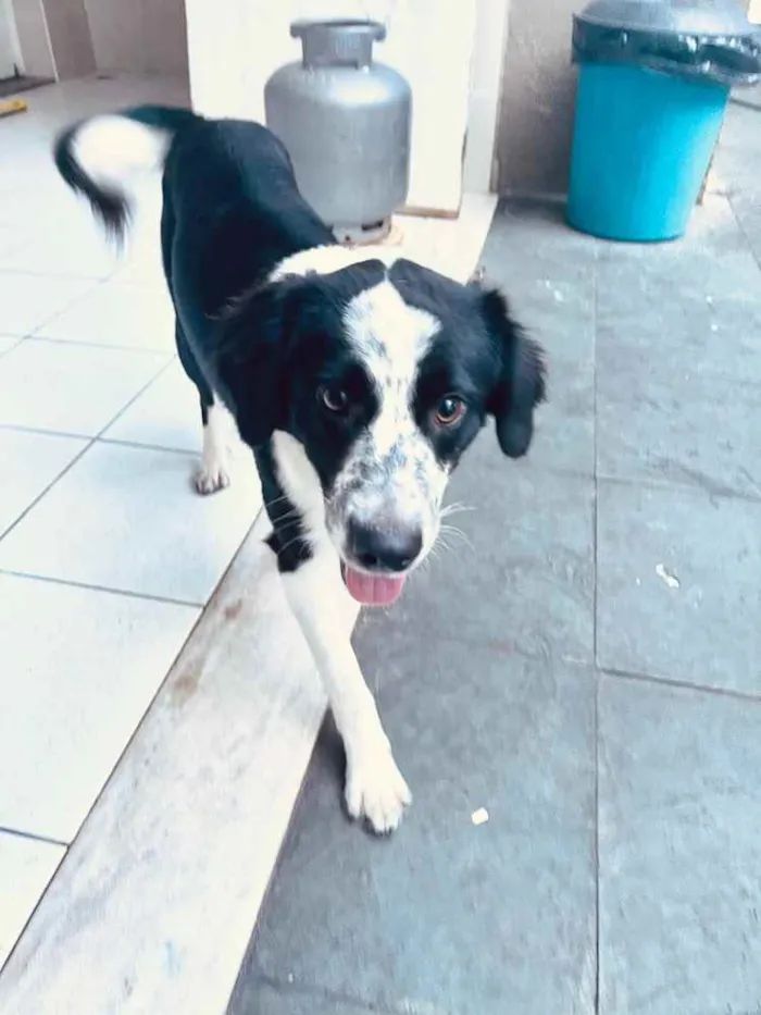 Cachorro ra a Srd idade 7 a 11 meses nome Sansão 