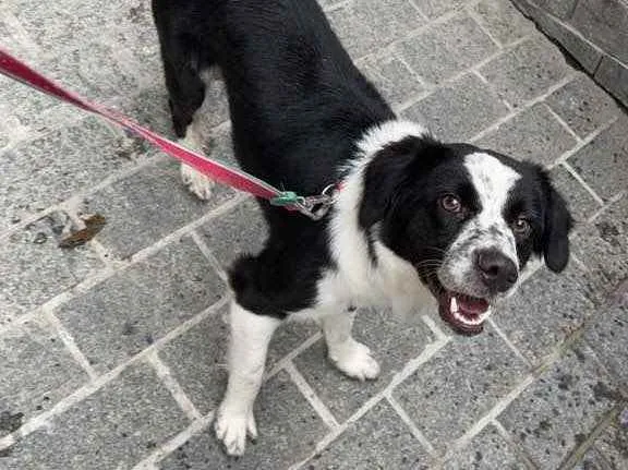 Cachorro ra a Srd idade 7 a 11 meses nome Sansão 