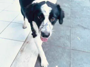 Cachorro raça Srd idade 7 a 11 meses nome Sansão 