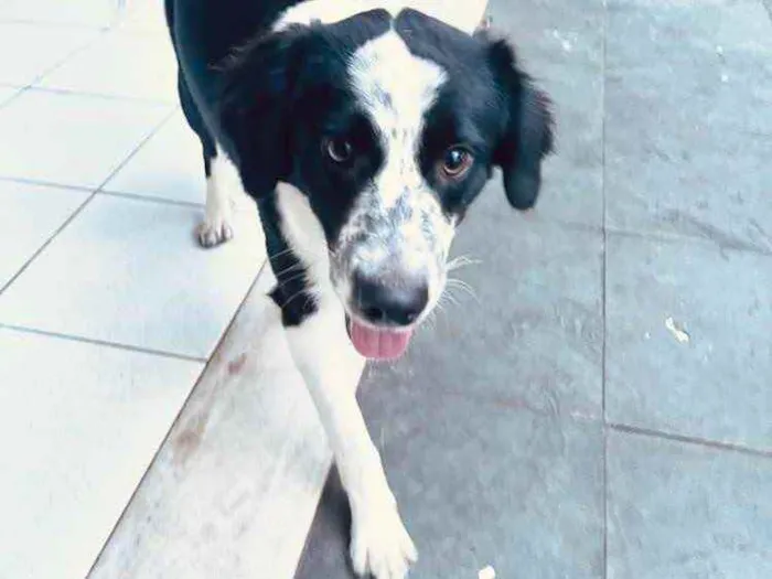 Cachorro ra a Srd idade 7 a 11 meses nome Sansão 
