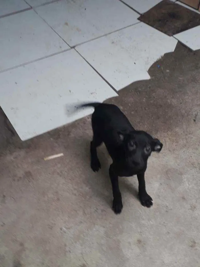 Cachorro ra a Pitbul/vira-lata  idade 2 a 6 meses nome Sem nome 
