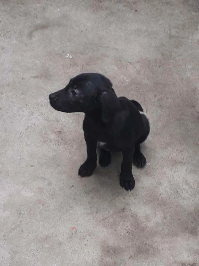 Cachorro ra a Pitbul/vira-lata  idade 2 a 6 meses nome Sem nome 