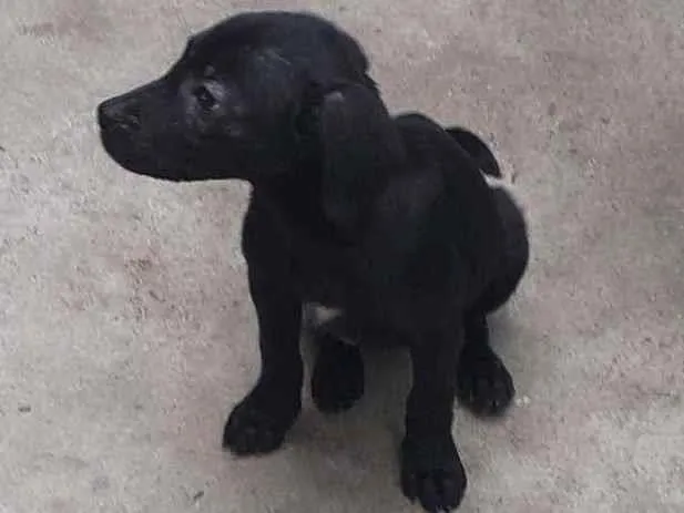 Cachorro ra a Pitbul/vira-lata  idade 2 a 6 meses nome Sem nome 