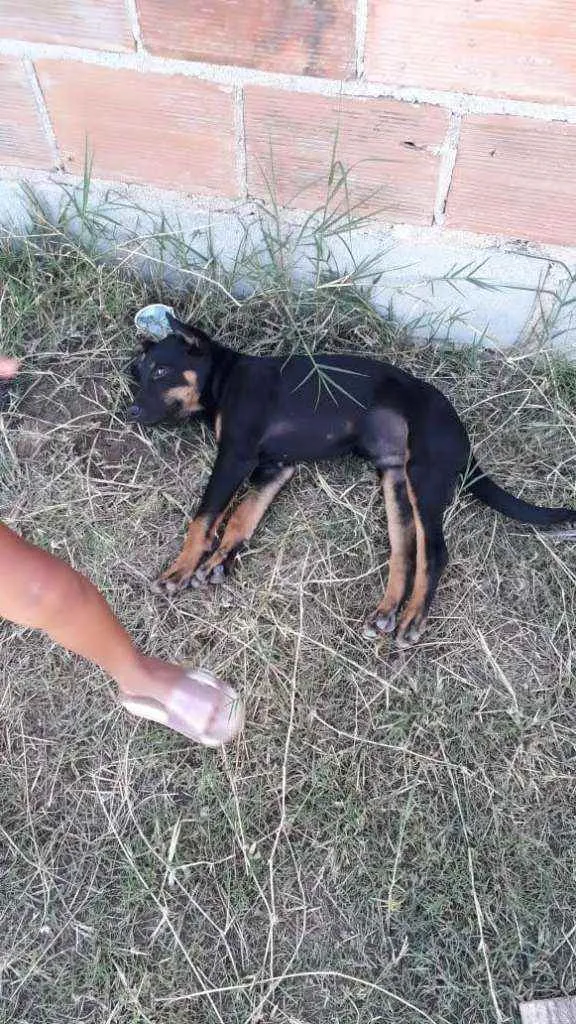 Cachorro ra a Sem raça definida idade 2 a 6 meses nome Bidu