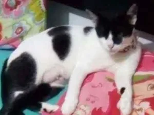 Gato raça Gato idade 1 ano nome Clotilde 