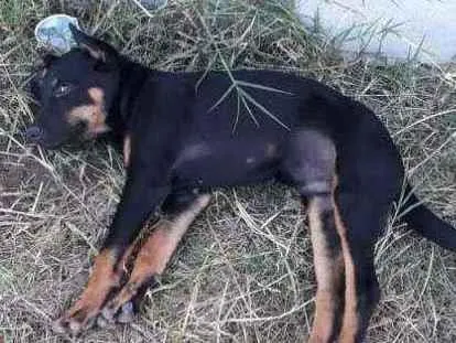 Cachorro ra a Sem raça definida idade 2 a 6 meses nome Bidu