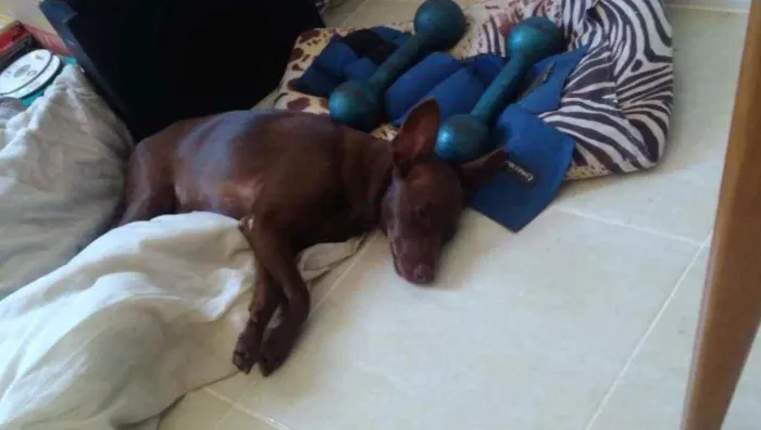 Cachorro ra a srd idade 7 a 11 meses nome Pipoca