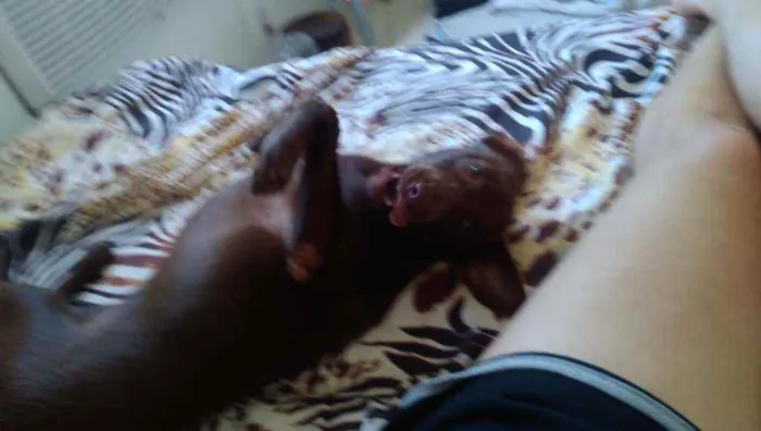 Cachorro ra a srd idade 7 a 11 meses nome Pipoca