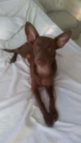 Pipoca