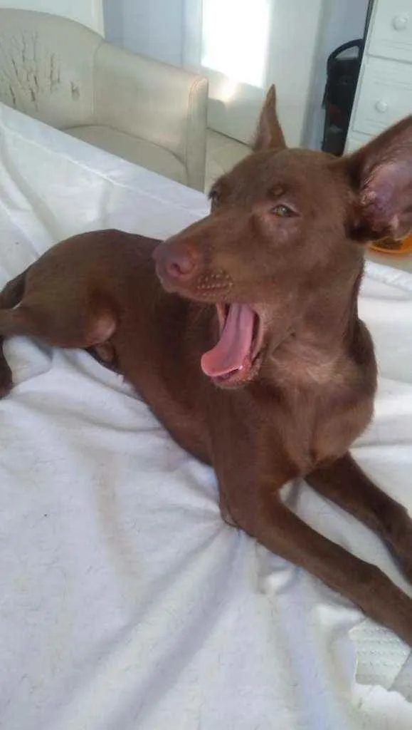 Cachorro ra a srd idade 7 a 11 meses nome Pipoca