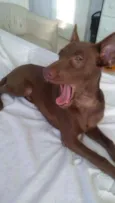Pipoca