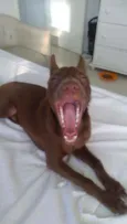 Pipoca
