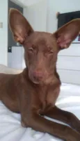 Pipoca