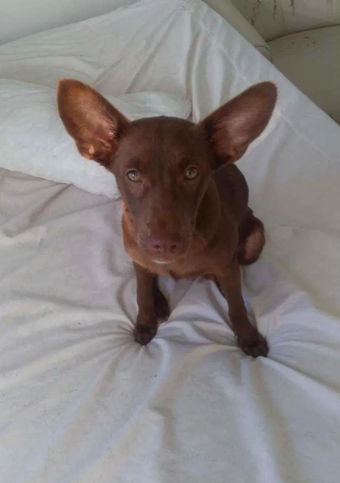Cachorro ra a srd idade 7 a 11 meses nome Pipoca
