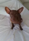 Pipoca