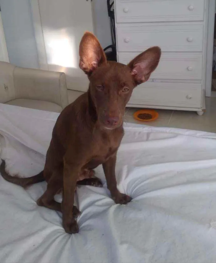 Cachorro ra a srd idade 7 a 11 meses nome Pipoca