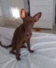 Pipoca