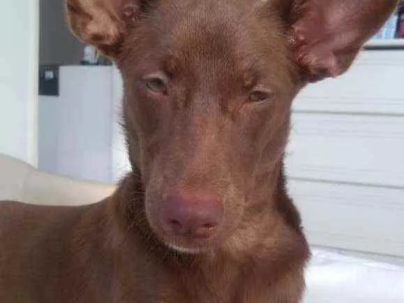 Cachorro ra a srd idade 7 a 11 meses nome Pipoca