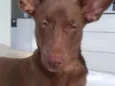 Pipoca