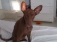 Pipoca