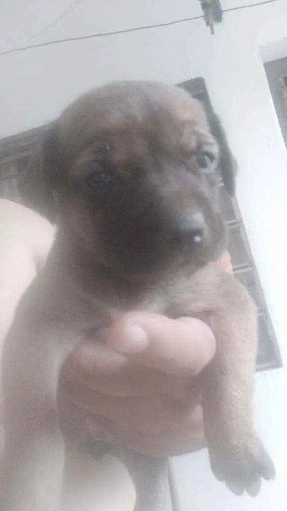 Cachorro raça Intefinida idade  nome Sem n pq s filhotes
