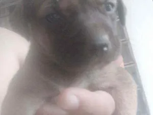 Cachorro raça Intefinida idade  nome Sem n pq s filhotes