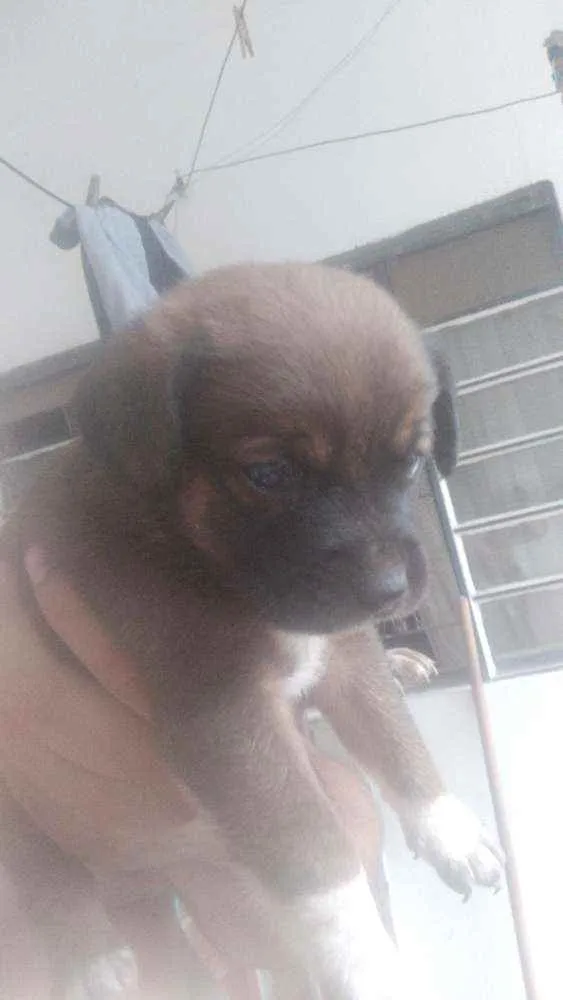 Cachorro raça Intefinida idade  nome Sem n pq s filhotes