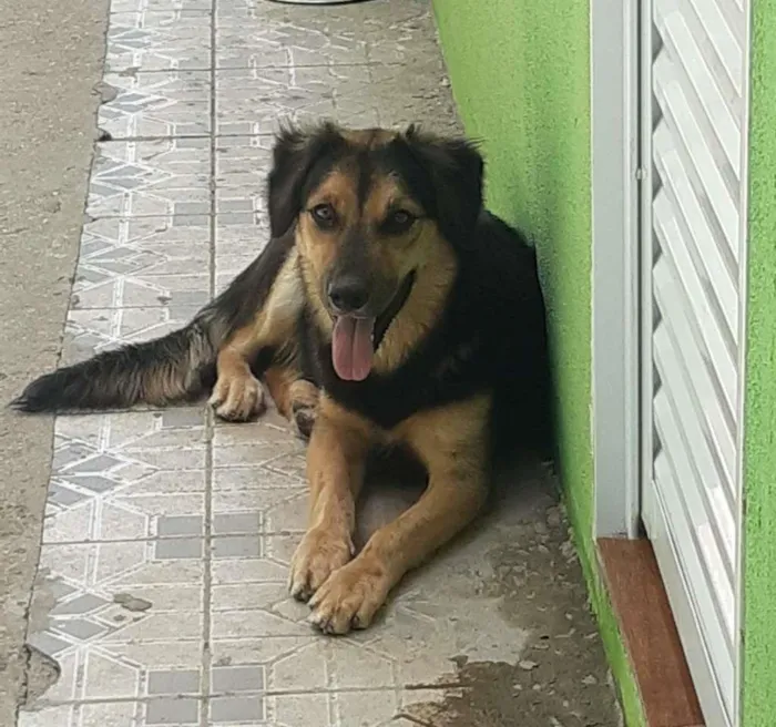 Cachorro ra a misto idade 7 a 11 meses nome Tufao