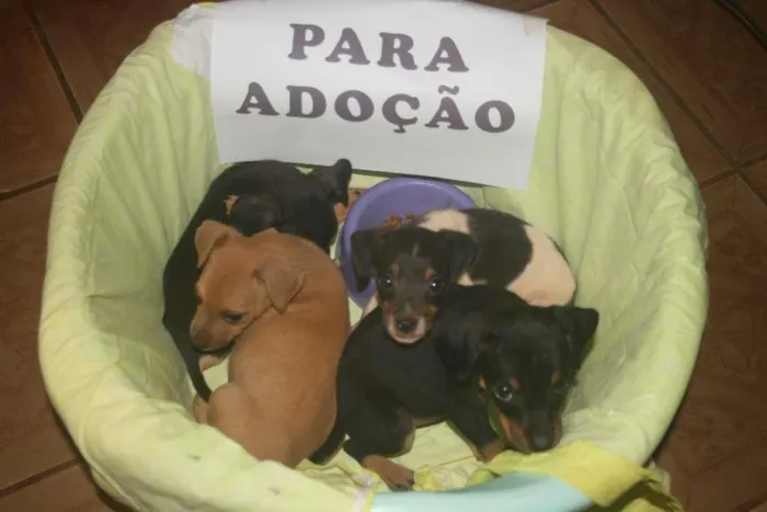Cachorro raça Não sei idade Abaixo de 2 meses nome Não tem