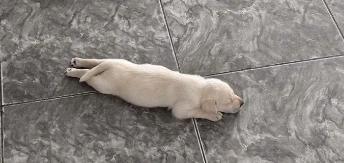 Cachorro ra a Mestiça com labrador idade Abaixo de 2 meses nome Leona