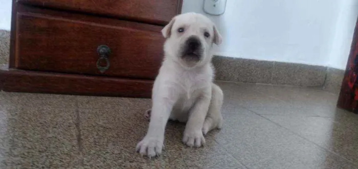 Cachorro ra a Mestiça com labrador idade Abaixo de 2 meses nome Leona