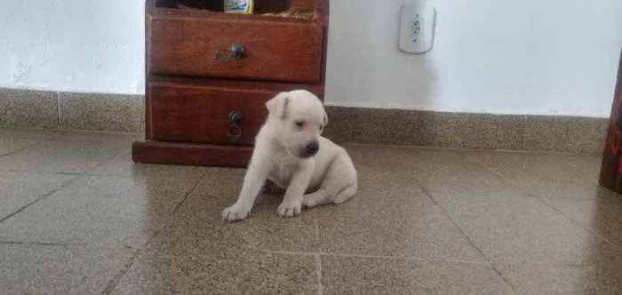 Cachorro ra a Mestiça com labrador idade Abaixo de 2 meses nome Leona