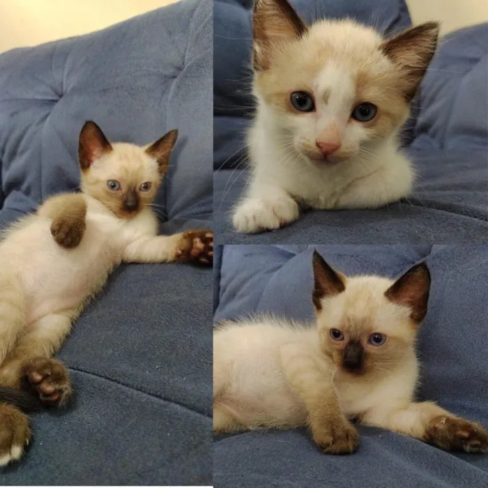 Gato ra a Desconhecida idade Abaixo de 2 meses nome Sem Nome