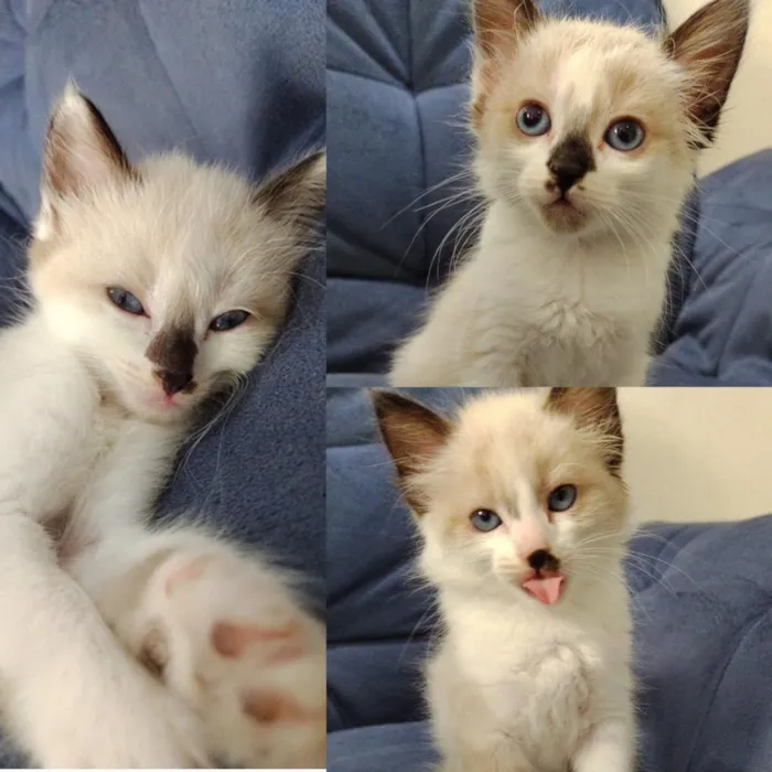 Gato ra a Desconhecida idade Abaixo de 2 meses nome Sem Nome