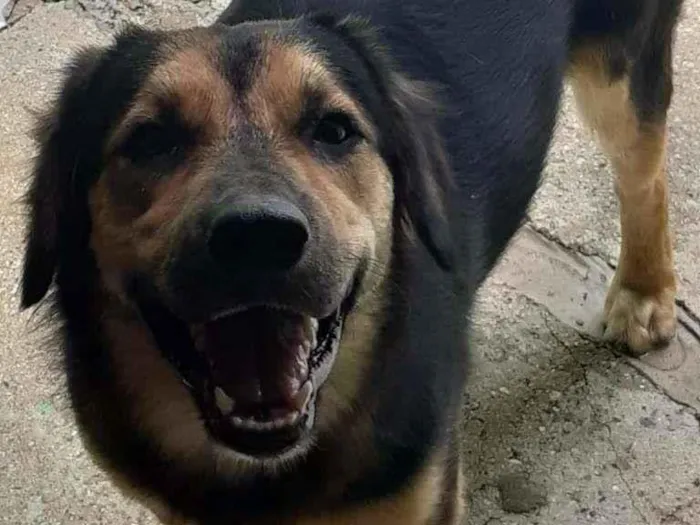 Cachorro ra a misto idade 7 a 11 meses nome Tufao