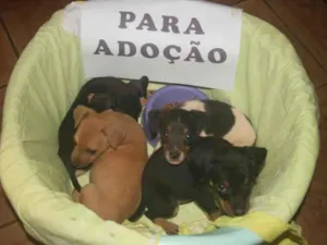 Cachorro raça Não sei idade Abaixo de 2 meses nome Não tem
