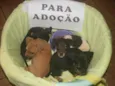 Não tem