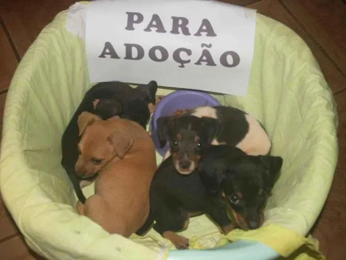 Cachorro raça Não sei idade Abaixo de 2 meses nome Não tem