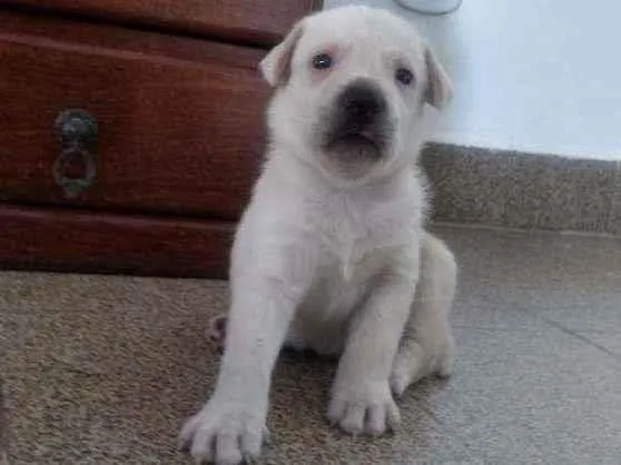 Cachorro ra a Mestiça com labrador idade Abaixo de 2 meses nome Leona