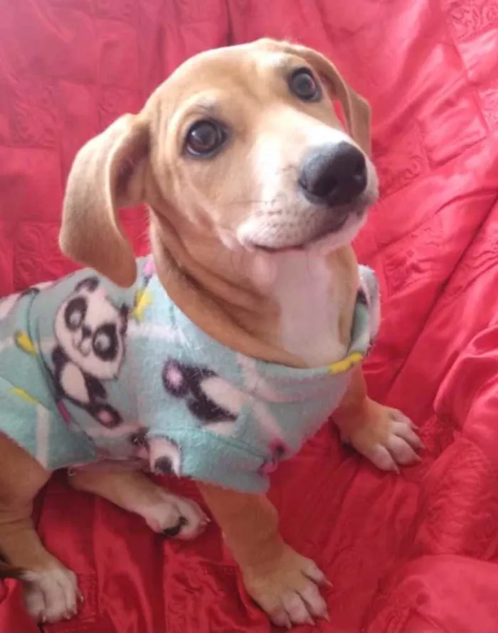 Cachorro ra a SRD idade 2 a 6 meses nome Max 