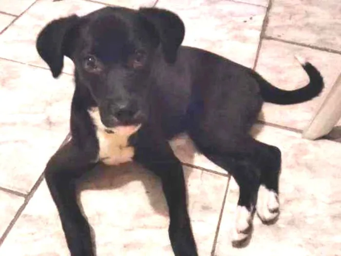 Cachorro ra a  idade 2 a 6 meses nome Safira