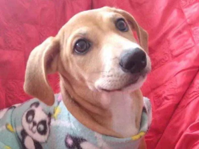 Cachorro ra a SRD idade 2 a 6 meses nome Max 