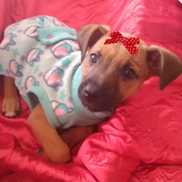 Cachorro ra a SRD idade 2 a 6 meses nome Samanta 