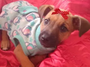 Cachorro raça SRD idade 2 a 6 meses nome Samanta 
