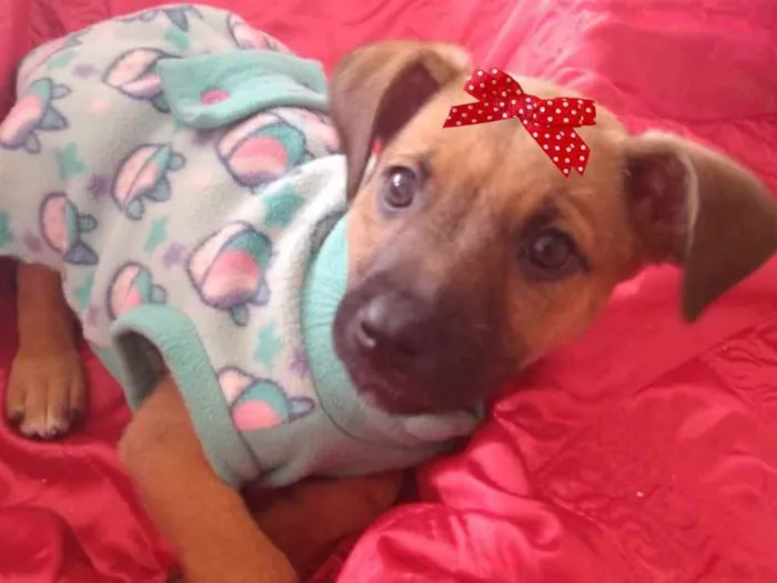 Cachorro ra a SRD idade 2 a 6 meses nome Samanta 