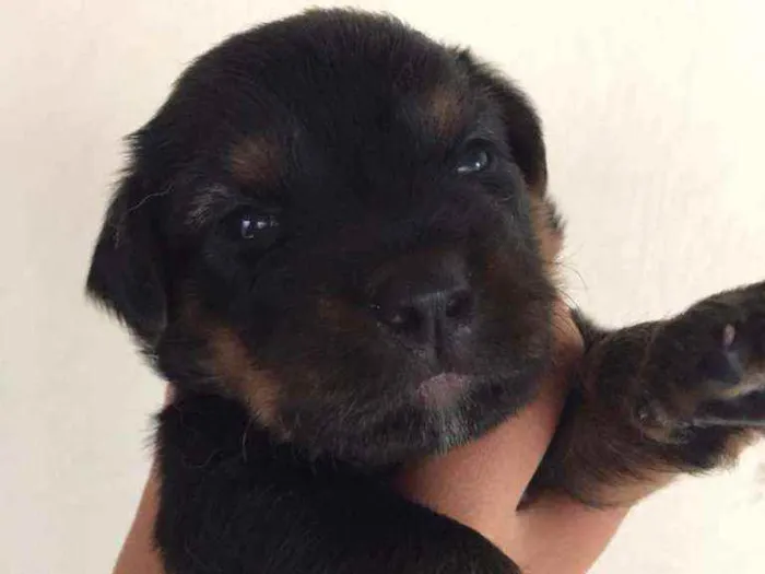 Cachorro ra a RND idade Abaixo de 2 meses nome Sem nome
