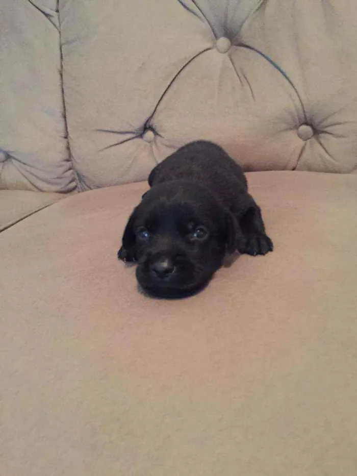 Cachorro ra a RND idade Abaixo de 2 meses nome Sem nome
