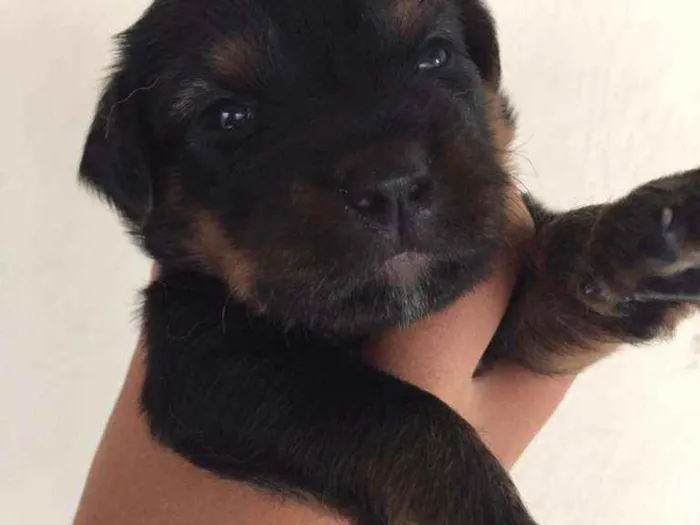 Cachorro ra a RND idade Abaixo de 2 meses nome Sem nome